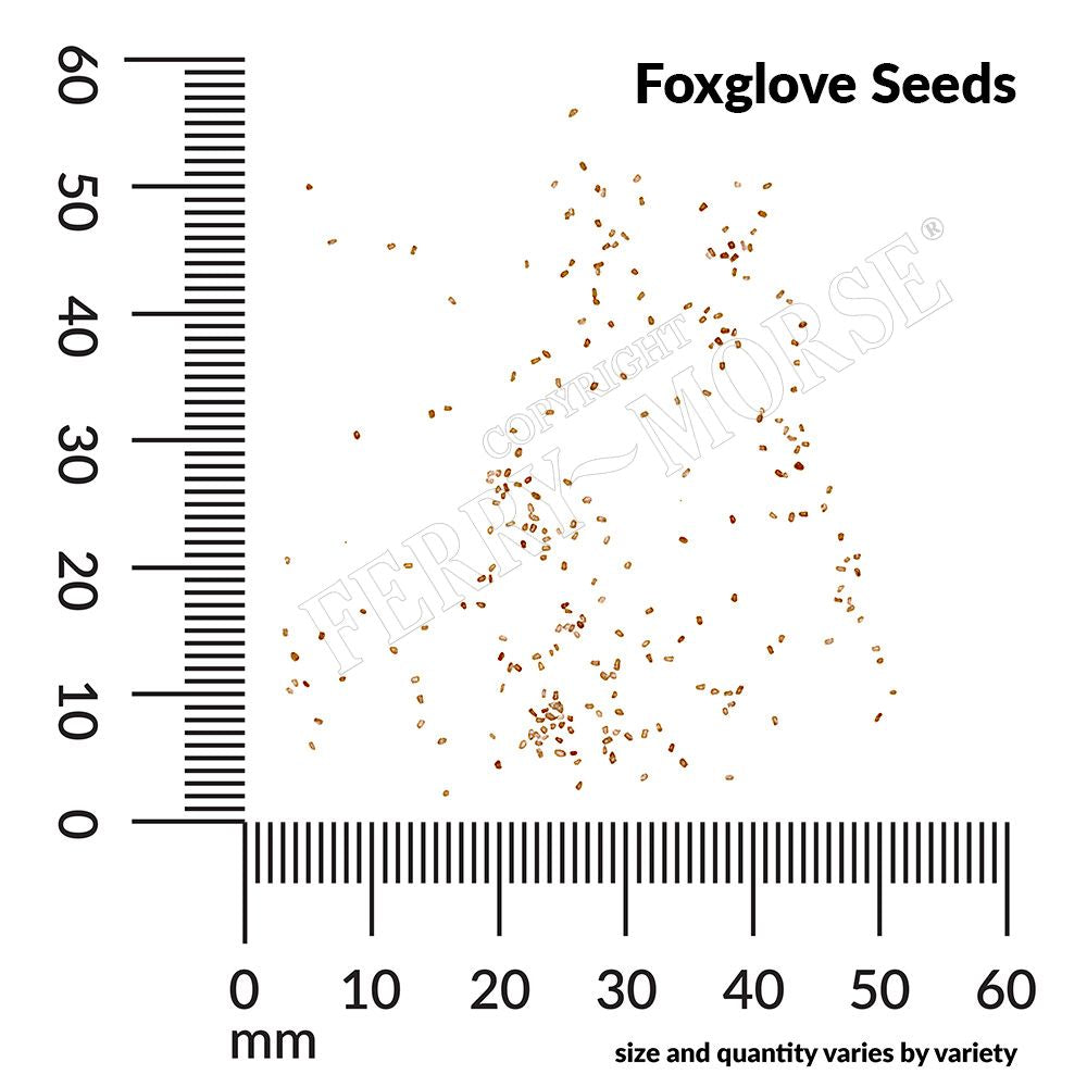 Foxglove seed spill and measurements